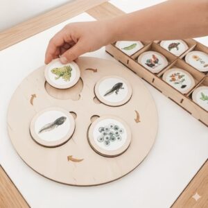Montesorri Life Cycle Tray Game Wooden Toys Teaching Aids Enlightenment DIY Full Set