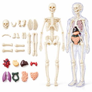 3D Human Anatomy Mannequin Medical Teaching Aid - Female
