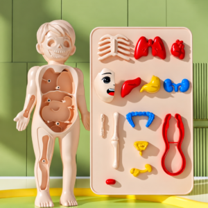 Human Body Structure Model Educational Teaching Aid